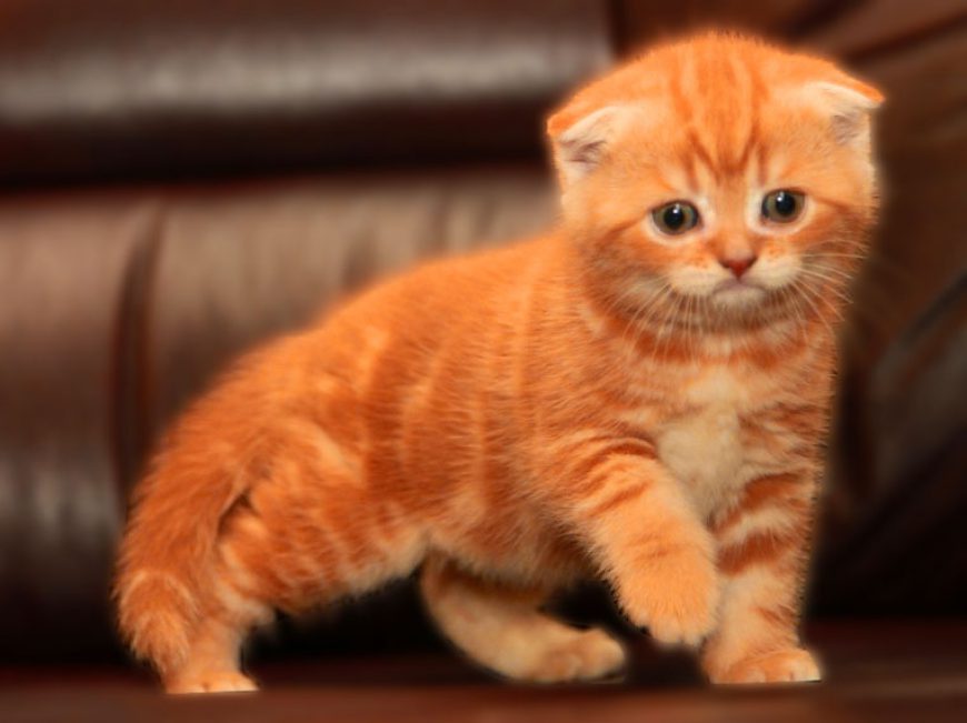Шотландская Вислоухая Кошка Рыжая Фото