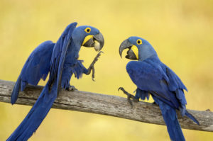 Какая порода попугаев разговаривает лучше всех?