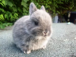Что едят домашние декоративные кролики?