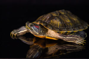 Сколько рожают красноухие черепахи