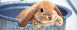Сколько кролики вынашивают крольчат