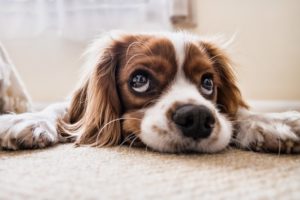 Признаки эклампсии у собак после родов