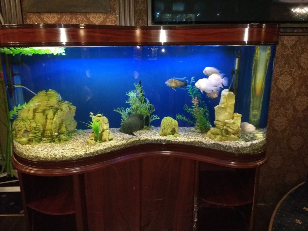 Красивый аквариум