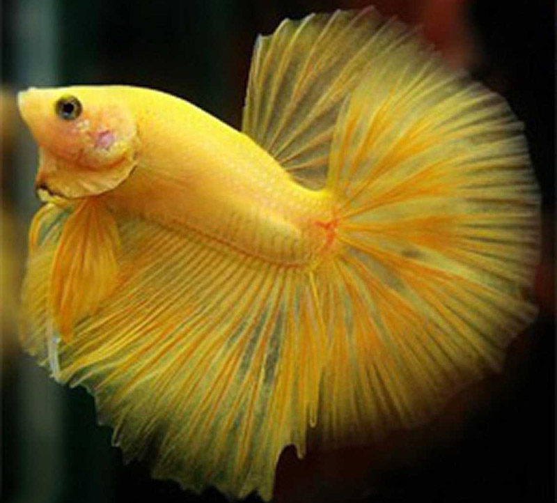 Рыбка петушок в аквариуме фото красивый