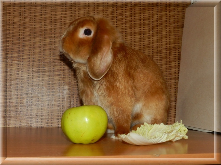 Кролик с яблоком