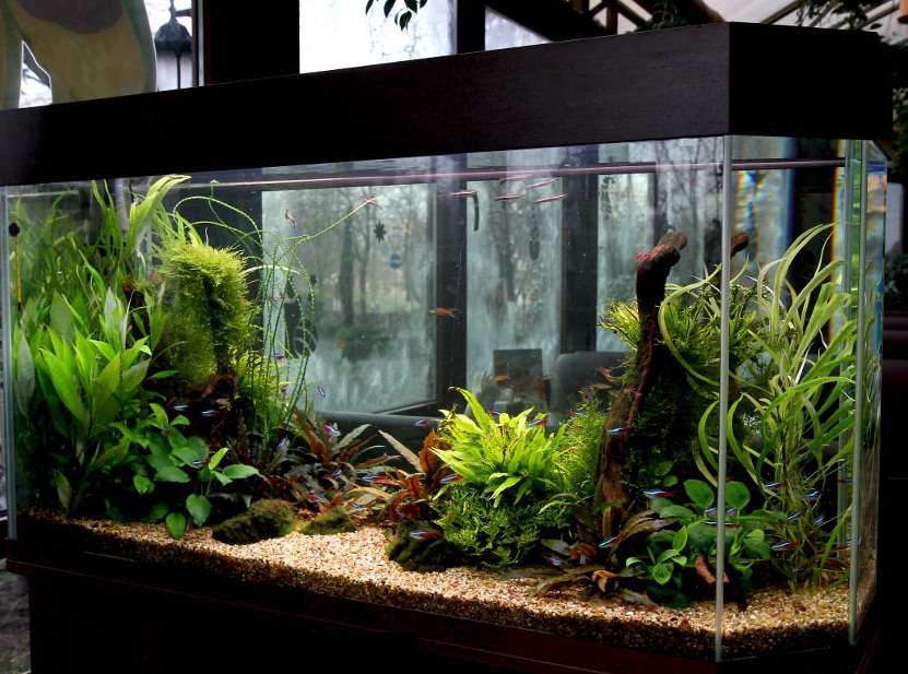 Красивый аквариум