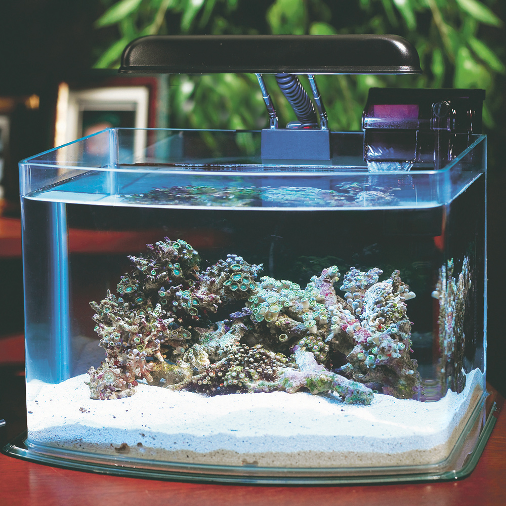 Стеклянный прямоугольный аквариум наполнен водой. Пико-аквариум. Аквариум небольшой. Маленький аквариум. Рыбки для аквариума.