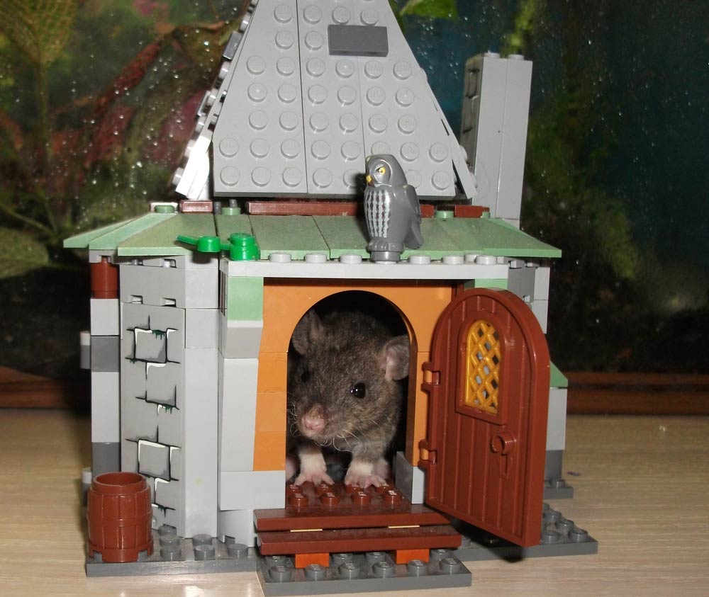 Крыса дамбо- уход и содержание в домашних условиях, чем кормить, сколько живут, чем отличается от обычной, плюсы и минусы, характер