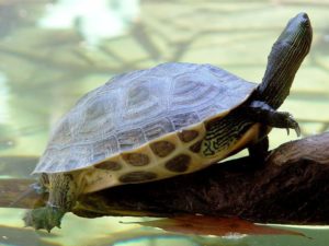Черепахи уход и содержание в домашних условиях