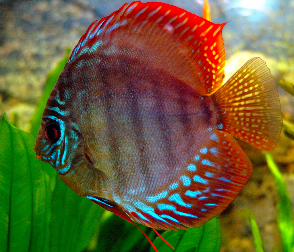 Дискусы фото. Дискусы аквариумные рыбки. Дискус рыбка. Symphysodon Discus. Дискусы Discus.