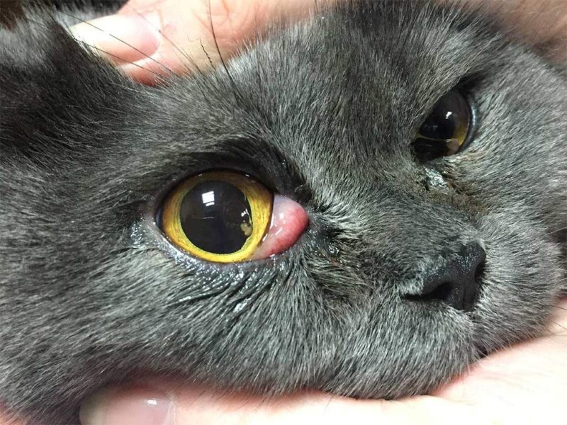 Плёнка на глазах у кошки