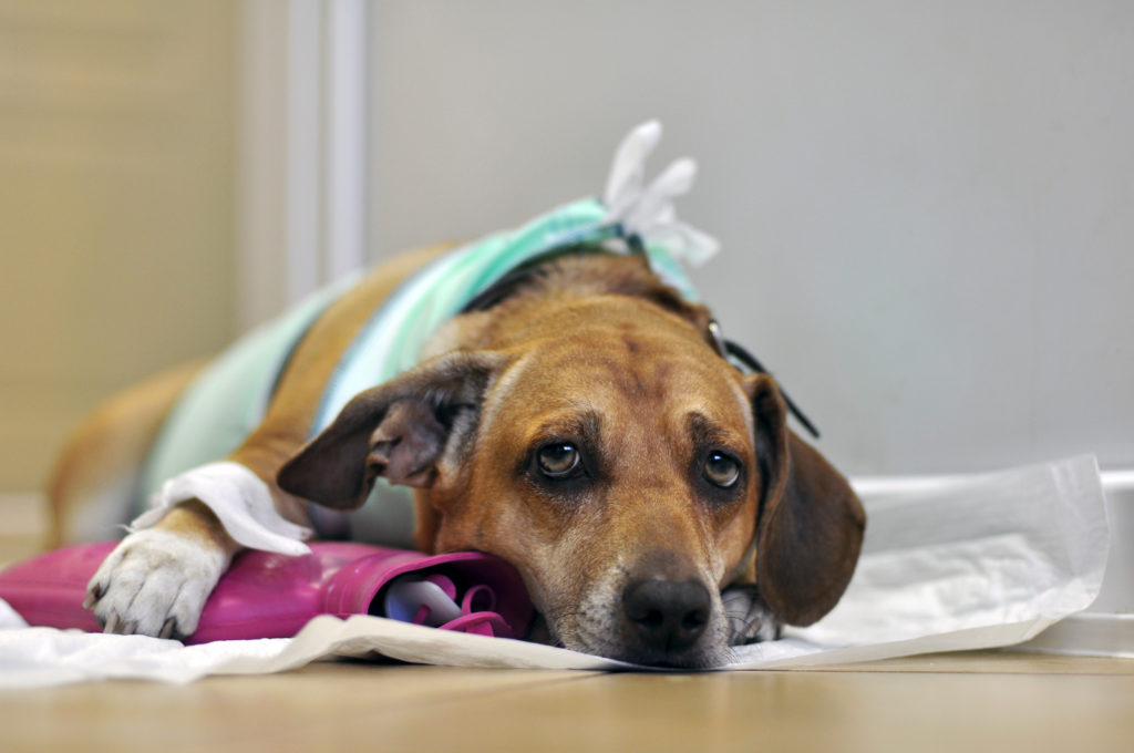 Лечение мастита у собаки в домашних условиях thumbnail