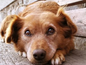 Что дать собаке противовоспалительные