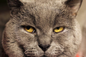 Слезится один глаз у кошки лечение в домашних условиях