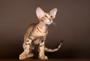 Ориентальная кошка: фото и описание породы - Zverki.Click