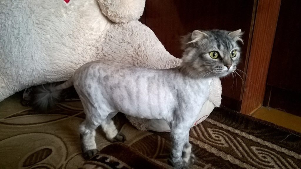 Подстриженная Шотландская кошка