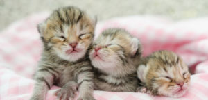 Через сколько котята открывают глаза после родов?