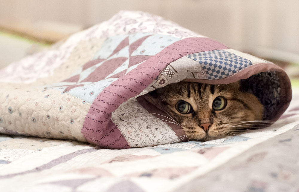 Кошка в одеяле