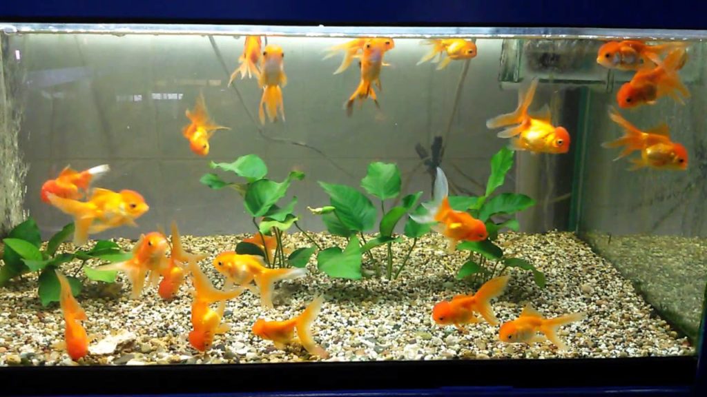 устрицы в аквариуме с рыбками