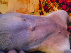 Грыжи у собак лечение в домашних условиях thumbnail