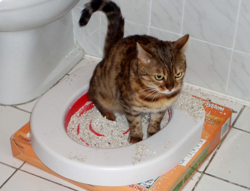 Глистогонить кошку: виды паразитов и правила использования препаратов