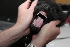 Смена зубов у щенков: в каком возрасте происходит, когда меняются