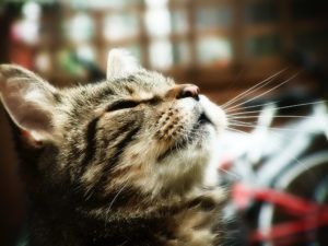 Ринотрахеит у кошек: симптомы и лечение антибиотикамив домашних условиях