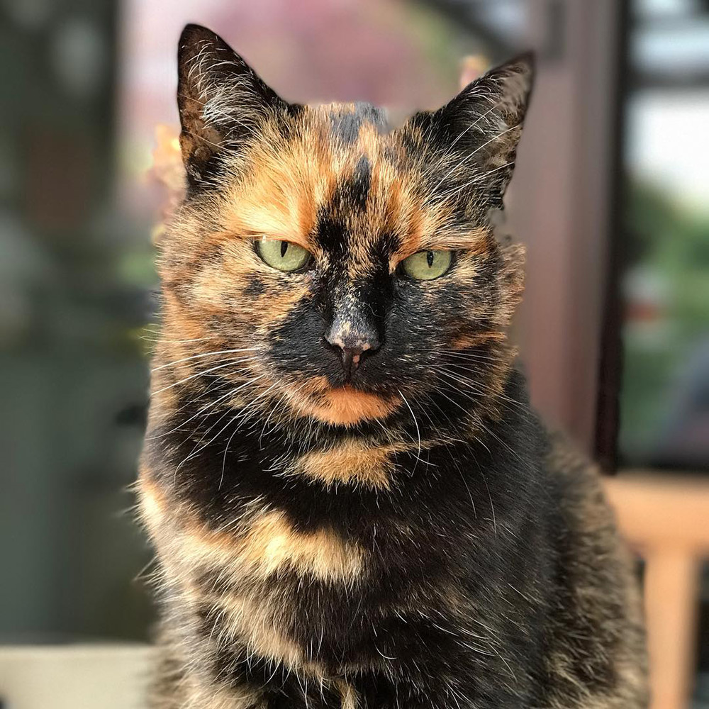 Порода кошек с черепаховым окрасом фото