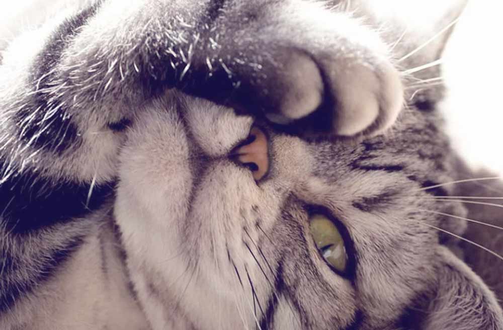 Сухой нос у кошки: причины и что с этим делать