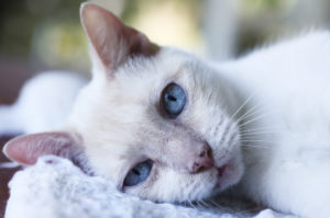 Опухли молочные железы у кошки частые причины способы лечения