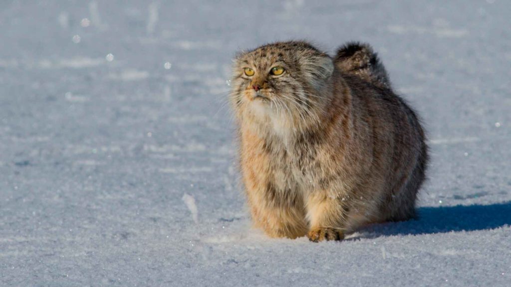 Кот с сильными и крепкими лапами