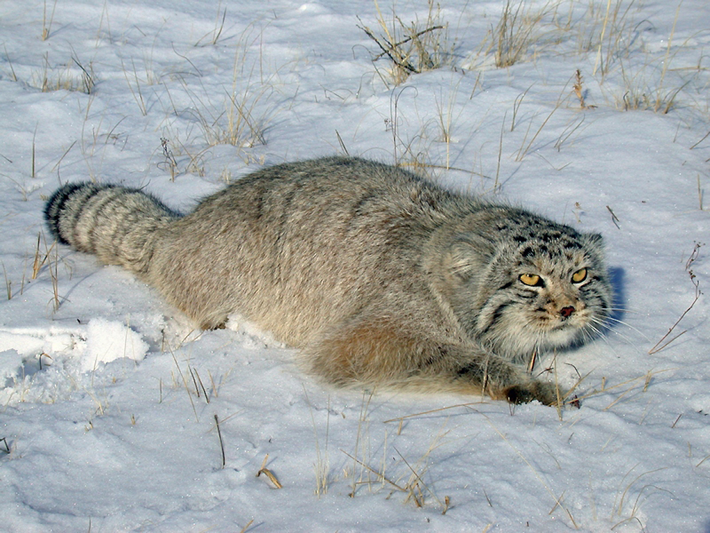 Кот живущий в Сибири