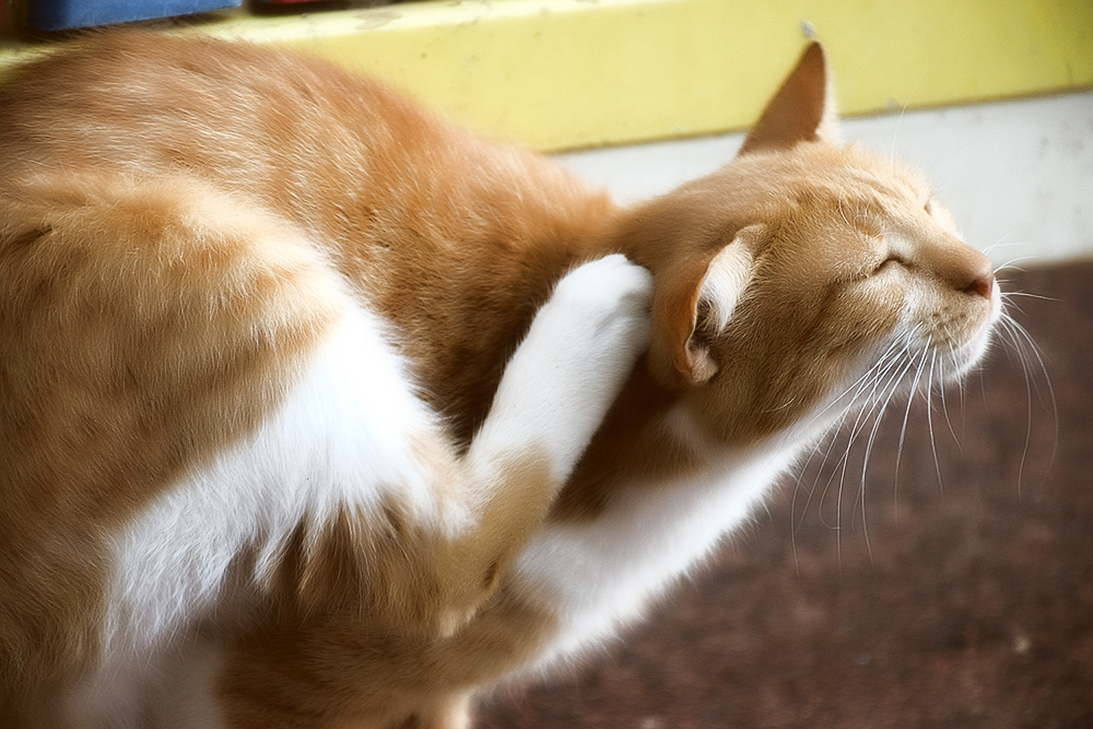 Кошка трясет головой и чешет уши причины как и чем помочь питомцу