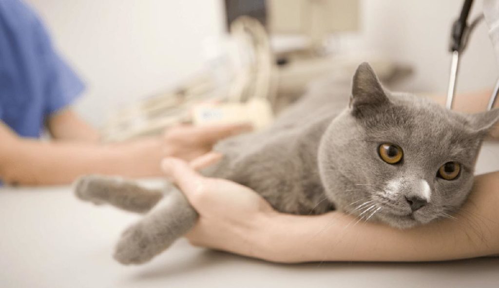 ХПН у кошек и котов симптомы и лечение