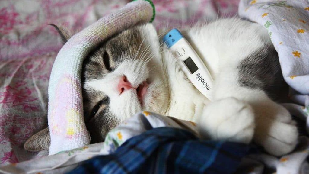 Как вылечить простуду у кошки в домашних условиях thumbnail