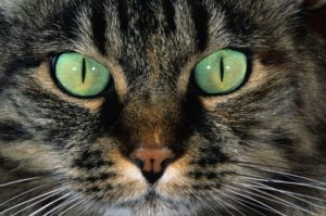 Ячмень у кошки лечение в домашних условиях быстро