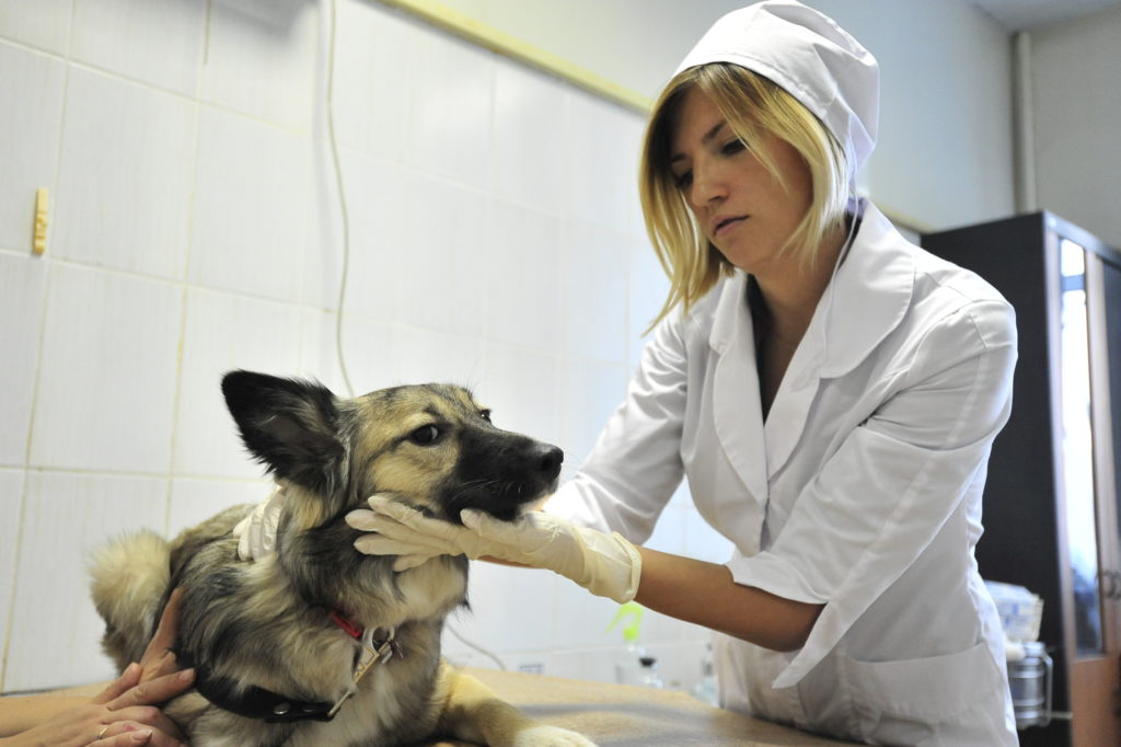 19 лекарств которые можно дать собаке от поноса