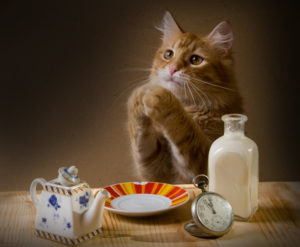 Почему кот много ест и не наедается – кошка очень