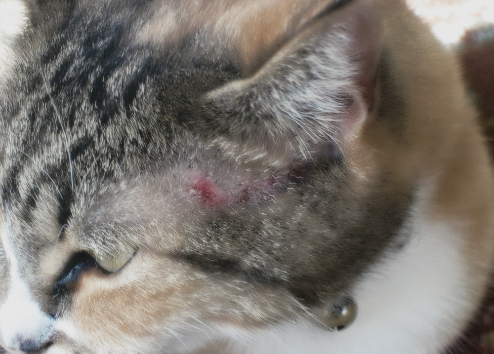 Корм для кошек при аллергическом дерматите thumbnail