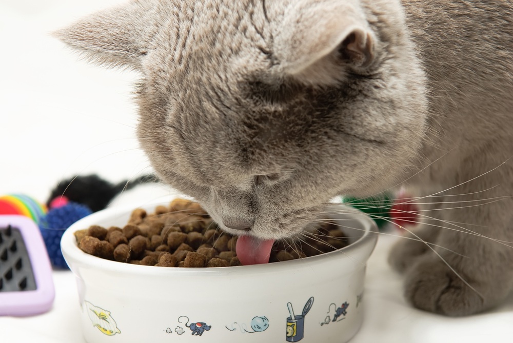 Как выбрать лучший корм и составить рацион для британских котят