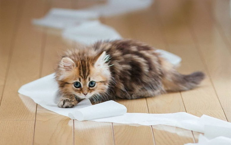Советы специалиста: как отучить кота или котёнка писать и гадить в неположенном месте