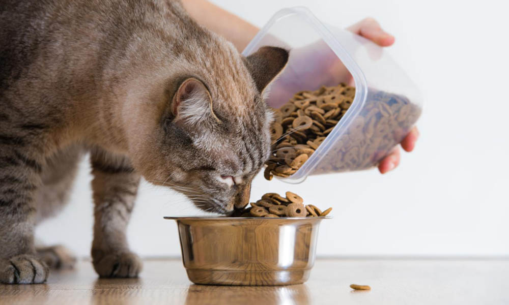 Чем откормить кота