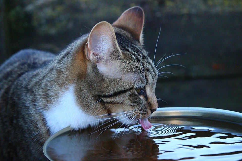Почему кот или кошка много пьет воды и часто ходит в туалет