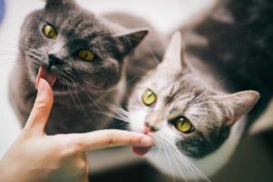 Как примирить двух котов в одном доме, кошки вместе