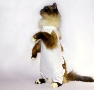 Попона, воротник и бандаж для кошки: как сделать своими руками и правильно завязать