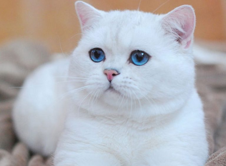 Коты с подведенными глазами порода фото