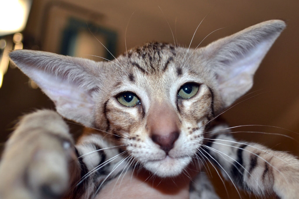 Как называется порода кошек большими ушами thumbnail
