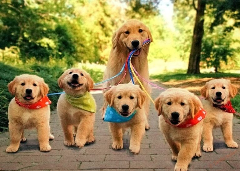 Вязка собак в первый раз: советы и рекомендации