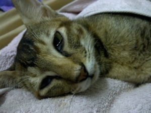 Вирусный перитонит у кошек: симптомы и лечение